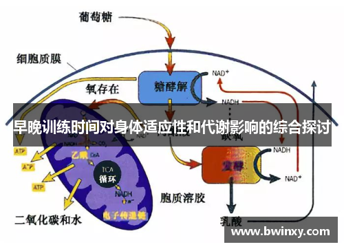早晚训练时间对身体适应性和代谢影响的综合探讨